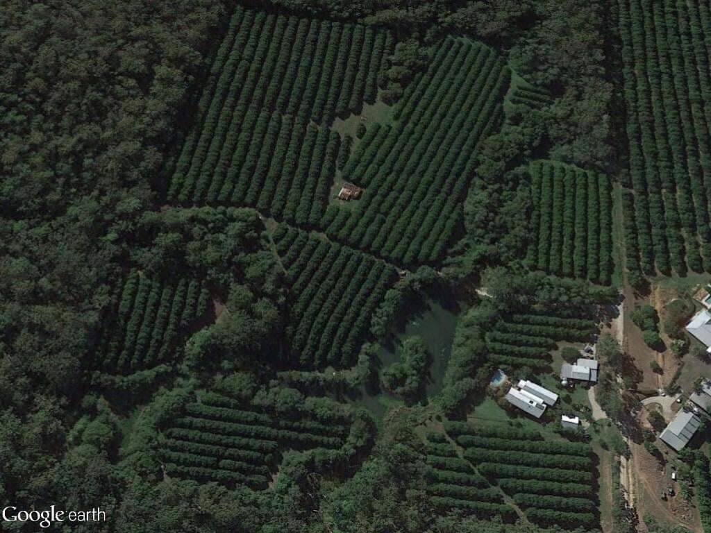 Macadamia growers' case study 2017 2 Before image