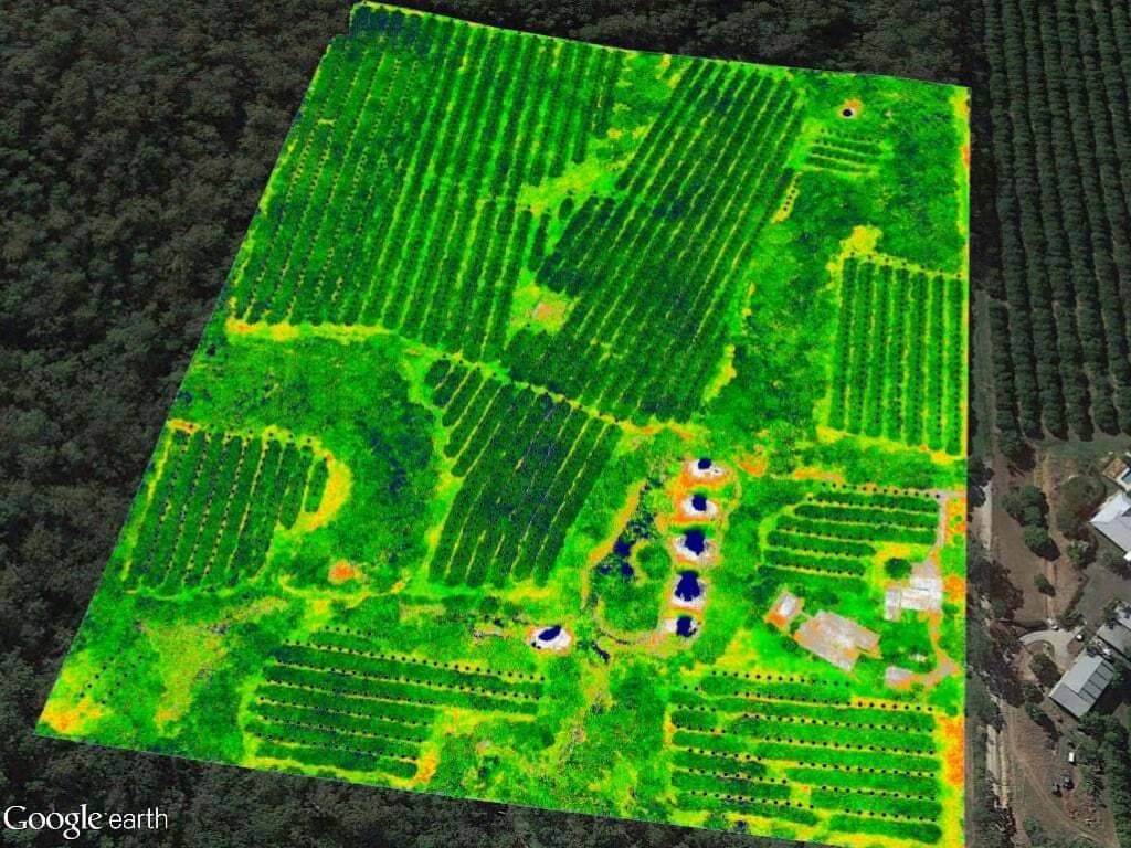 Macadamia growers' case study 2017 21 After image