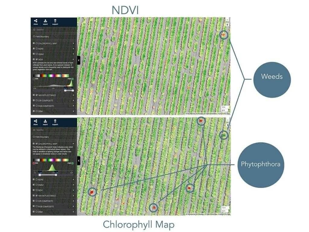 Why Multispectral Mapping beats NDVI 4 Cholorophyll map identified fungal infection missed by NDVI