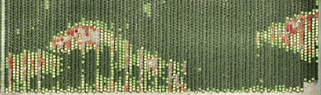 Multispectral Mapping for Crops and Vegetation 3 Micasense Rededge multispectral image