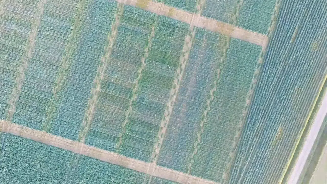 Seed Selection Trials using Multispectral Mapping Multispectral Mapping