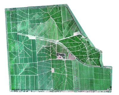 RGB image of tree plantation captured by Micasense Rededge