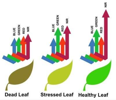 Using NDVI to help manage a golf course 2 leaf reflectivity via photosynthesis