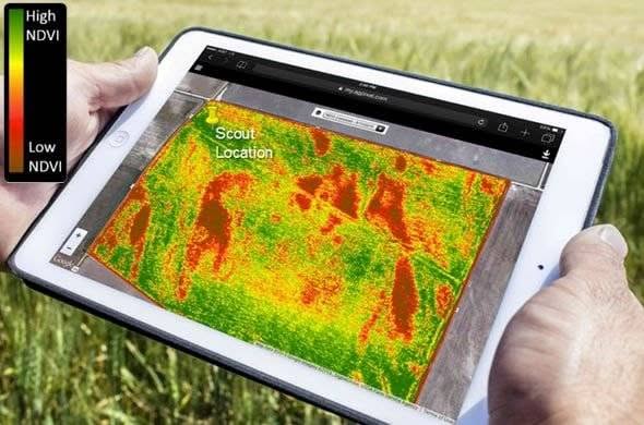 Using NDVI to help manage a golf course 5 NDVI in agriculture, agriculture drone services