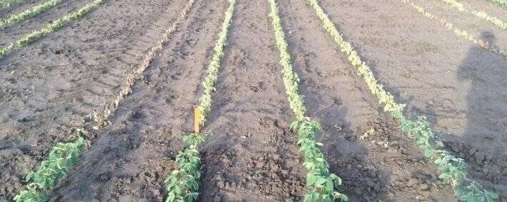 Post Emergence Multispectral Crop Surveys 1 post emergence crop survey e1588288236251
