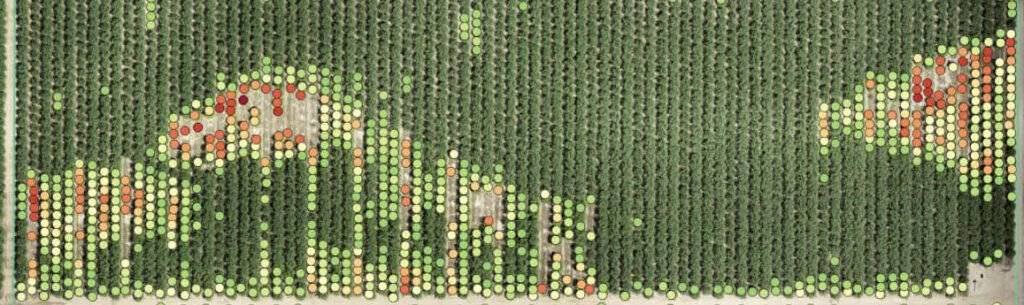 Multispectral Mapping for Crops and Vegetation 3 Micasense Rededge multispectral image